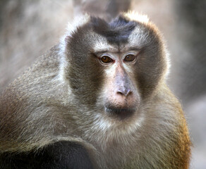 Portrait of Northern Pig-tailed macaque (Macaca leonina) : (pix Sanjiv Shukla)