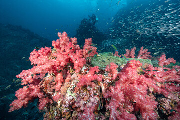 Fototapeta na wymiar Beautiful pink soft coral reef and school of fish at Richelieu Rock, a famous scuba diving dive site of North Andaman. Stunning underwater landscape in Thailand.