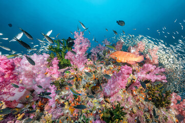 Fototapeta na wymiar Beautiful colorful soft coral reef with Coral Grouper and school of fish at Richelieu Rock, a famous scuba diving dive site of North Andaman. Exotic underwater landscape in Thailand.