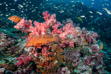 Naklejka na ściany i meble Beautiful colorful soft coral reef with Coral Grouper and other marine life at Richelieu Rock, a famous scuba diving dive site of North Andaman. Exotic underwater landscape in Thailand.