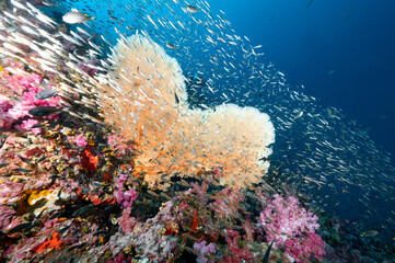 Heart-Shaped Branching Gorgonian Sea Fan coral with colorful soft coral and school of fish at...