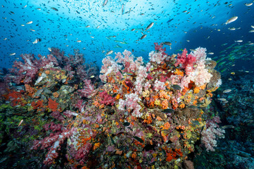 Plakat Beautiful colorful soft coral reef and marine life at Richelieu Rock, a famous scuba diving dive site of North Andaman. Exotic underwater landscape in Thailand.