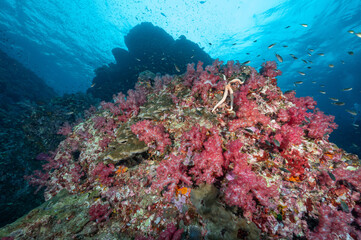 Plakat Beautiful pink soft coral reef and school of fish at Richelieu Rock, a famous scuba diving dive site of North Andaman. Stunning underwater landscape in Thailand.