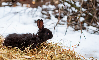 A small and cute black rabbit is standing on dry grass. He stands sideways and looks away. It is...