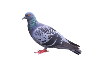Full body of pigeon or gray dove isolated white background