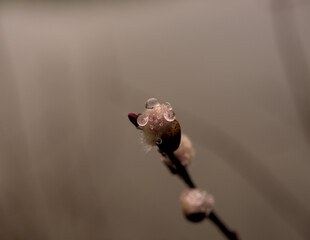 Water drops on willlow twig