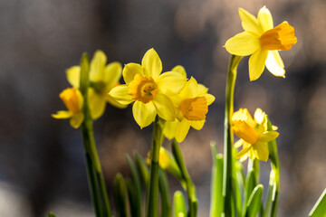 Beautiful Spring banner with fresh yellow daffodil flowers grow in pot on windowsill. Bouquet flowers in soft morning sunlight. 