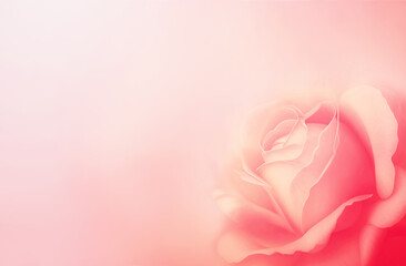 Horizontal banner with rose of pink color on blurred background. Copy space for text. Mock up template