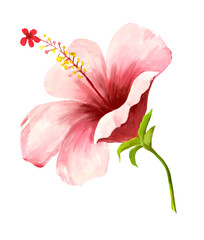pink tropical flower isolated