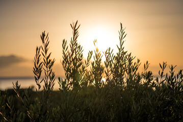 Sunrise in olive grove