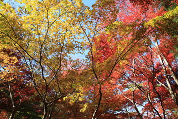 Fototapeta premium 真っ赤な楓の紅葉が綺麗な秋の瑞宝寺公園(神戸市北区有馬町)
