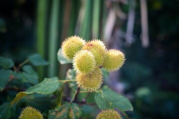 Bixa orellana, also known as achiote