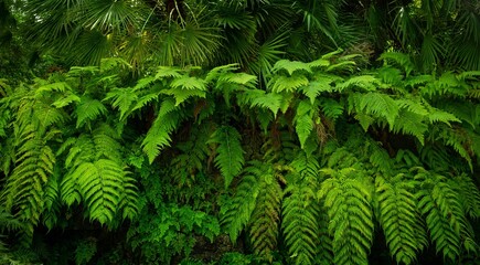 Fototapeta na wymiar fern plants in tropical nature