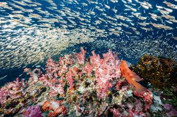 Beautiful colorful soft coral reef with Coral Grouper and school of fish at Richelieu Rock, a famous scuba diving dive site of North Andaman. Exotic underwater landscape in Thailand.