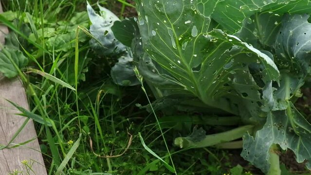 senior woman gardener tears off useless cabbage leaves eaten by insects. Care of the garden and vegetable garden.