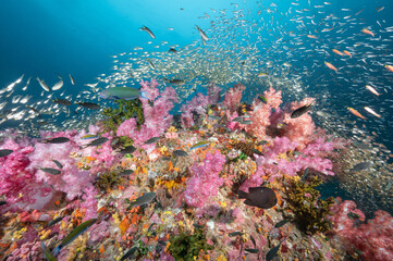 Fototapeta na wymiar Beautiful colorful soft coral reef and marine life at Richelieu Rock, a famous scuba diving dive site of North Andaman. Exotic underwater landscape in Thailand.