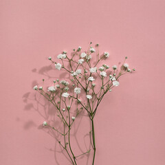 Elegant aesthetic minimalist gypsophila flower on pastel pink background, holiday floral greeting...
