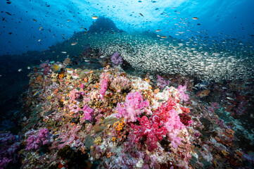 Naklejka na ściany i meble Beautiful pink soft coral reef and school of fish at Richelieu Rock, a famous scuba diving dive site of North Andaman. Stunning underwater landscape in Thailand.