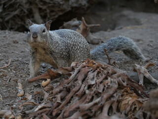 squirrel in the park