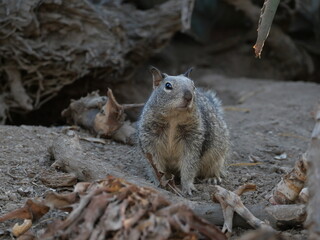 squirrel on the ground