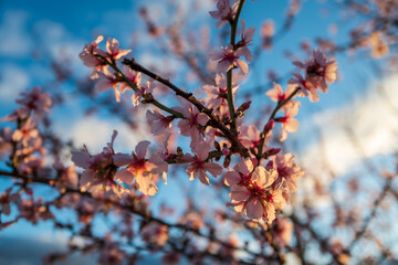 spring blossoms against blue sky