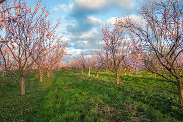 Obraz premium cherry blossom in spring