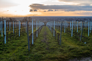 Obraz premium sunrise over a vineyard in spring