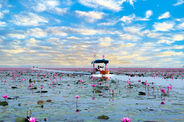 Lotus pond with tourist boat and blue sky at Udonthani, Thailand