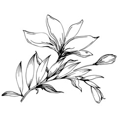 Line drawing flowers, wild flowers, hand drawn vector illustration.