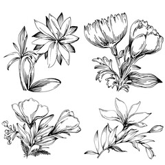 Line drawing flowers, wild flowers, hand drawn vector illustration.