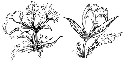 Line drawing flowers, wild flowers, hand drawn vector illustration.