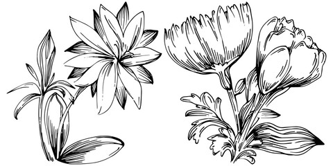 Line drawing flowers, wild flowers, hand drawn vector illustration.