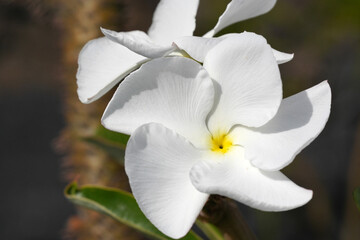 Obraz premium Blüten einer blühenden Gardenie