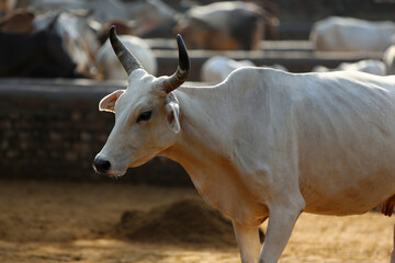 Cattle in Rahman Reti. India.
