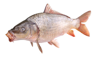Fish carp isolated on white background