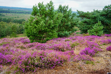Naklejka premium Close up of purple heather growing in heathland