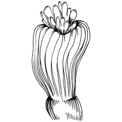 Hand drawn corals isolated on white. Sketch drawing