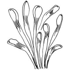 Hand drawn corals isolated on white. Sketch drawing