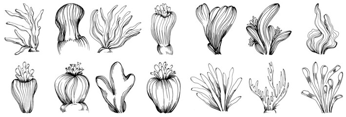 Hand drawn corals isolated on white. Sketch drawing