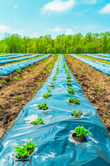 Rows of strawberry on ground covered by plastic mulch film in agriculture organic farming....