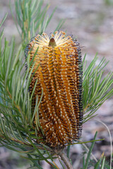 Natural banksia plant, aussie native flowers photograph
