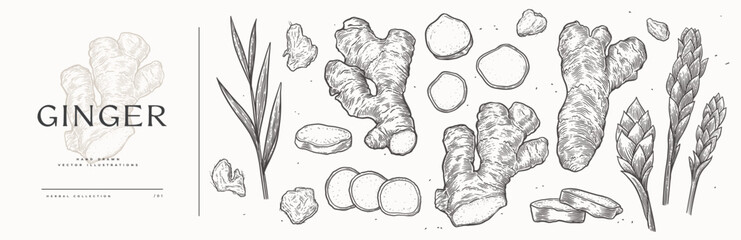Big set of ginger roots whole and sliced. Hand drawn leaves and flowers of medicinal plant in vintage engraving style. Design element for culinary or medical products. Botanical illustration. - 575862438