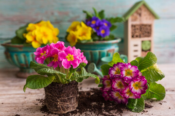 Colorful spring primula seedlings ready for planting