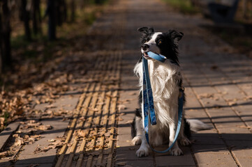 Border collie holding a leash in his mouth on a walk in the autumn park. - obrazy, fototapety, plakaty