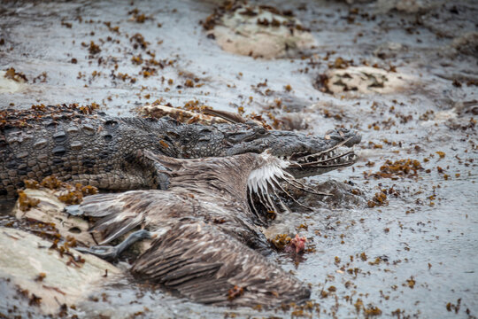 Saltwater crocodile with dead pelican. Cayo Largo, Cuba, 2016.