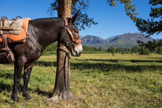 A pack mule tied to a tree in front of mountain meadow.
