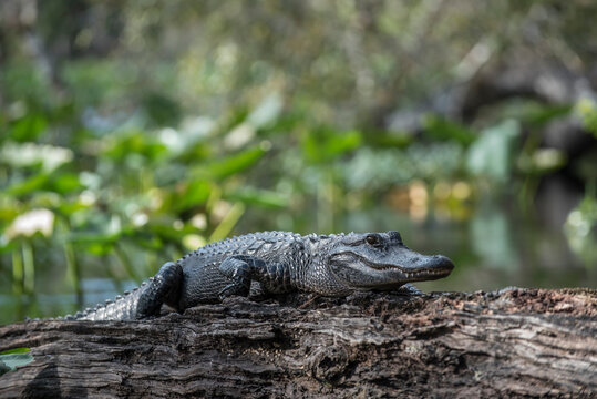 An alligator on the wekiva river in Wekiwa springs state park.