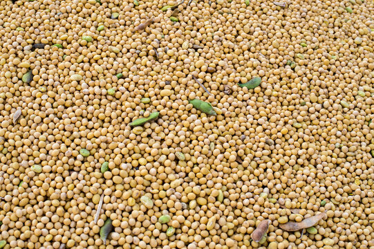 Pile of soy beans after being harvested in Illinois