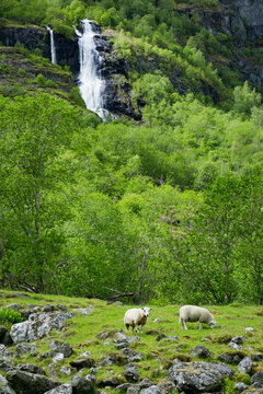 Sheep in a grassy mountain field below a waterfall in Fl&Atilde;&yen;m Norway