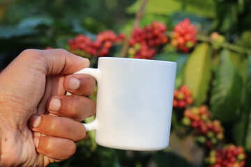Coffee mug held in hand with coffee plant and growing coffee beans in the background. Concept of...
